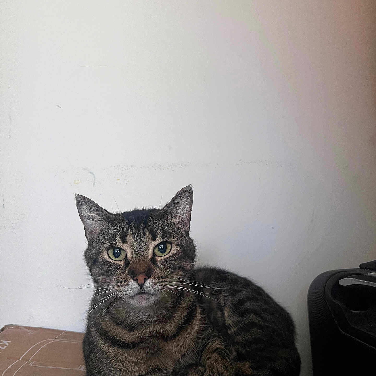 Leetah is registered to the contest to win money with this photo: cat, tabby, green_eyes, lounging, cardboard_box, indoor, pet, feline, striped, whiskers, ears, fur, resting, curious, animal, domestic, mammal, portrait, close_up, calm