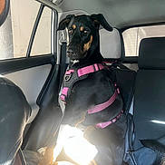 Layla joined the competition — help win amazing prizes! dog, black_dog, pink_harness, car_interior, backseat, sunlight, pet, animal, sitting, seat, window, tail, ears, alert, canine, vehicle, resting, domestic_animal, transportation, leisure