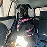 dog, black_dog, pink_harness, car_interior, backseat, sunlight, pet, animal, sitting, seat, window, tail, ears, alert, canine, vehicle, resting, domestic_animal, transportation, leisure