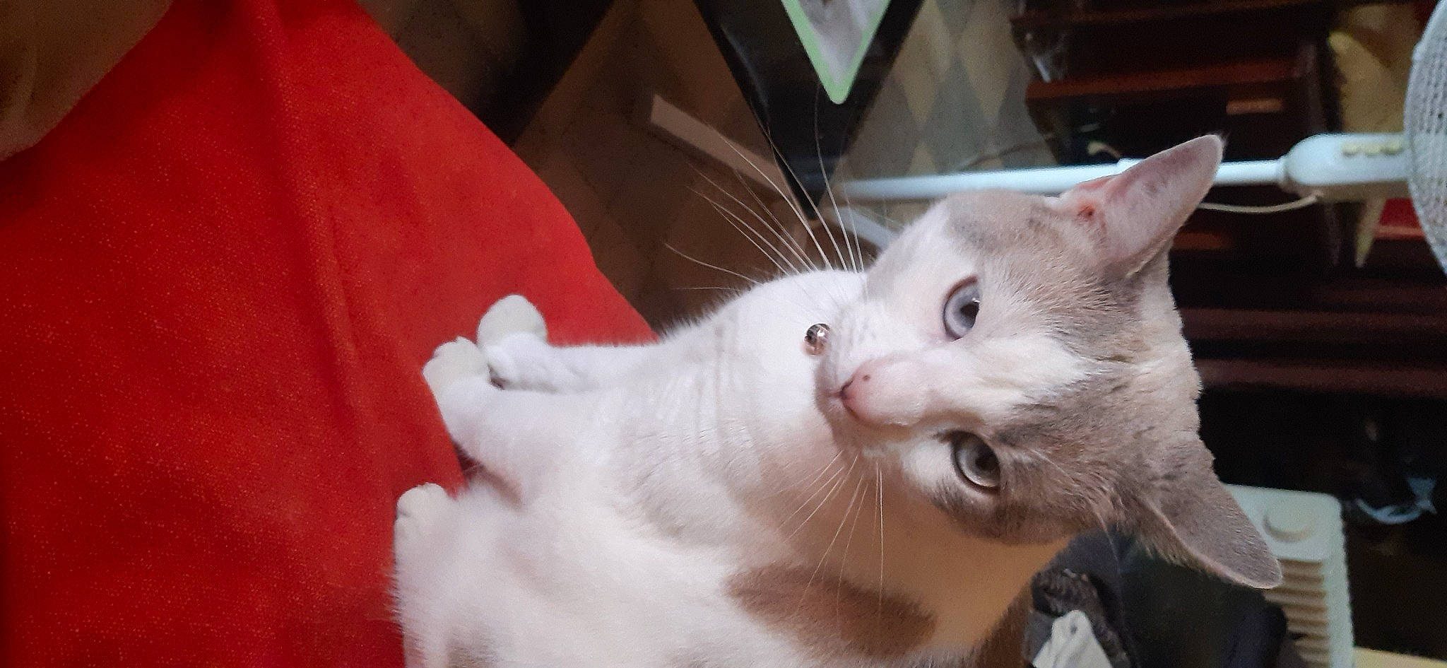 Leeloo participe au concours pour gagner de l'argent avec cette photo : carnivore, cat, claw, collar, domestic_short_haired_cat, ear, eye, fang, fawn, felidae, fur, iris, paw, small_to_medium_sized_cats, snout, tail, whiskers