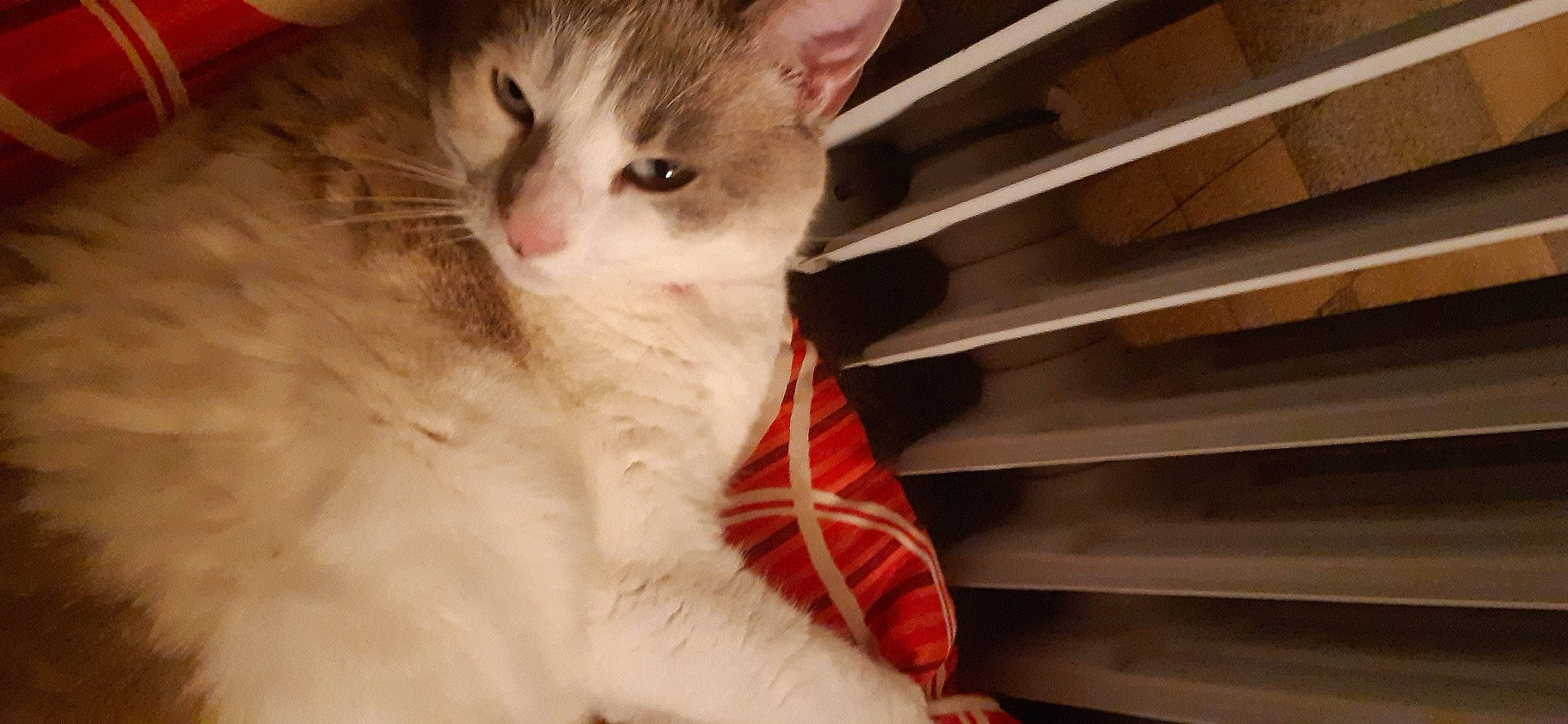 Leeloo participe au concours pour gagner de l'argent avec cette photo : carnivore, cat, comfort, domestic_short_haired_cat, fawn, felidae, fur, paw, pet_supply, small_to_medium_sized_cats, tail, vertebrate, whiskers, wood