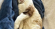 Gaïa a rejoint le concours — aidez-le/la à gagner de superbes lots ! animal, beige_couch, blanket, blue_blanket, cat, comfort, couch, cozy, cute, domestic_cat, fur, indoor, mammal, nap, pet, relaxed, resting, sleeping, soft_texture, whiskers