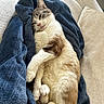 Gaïa a rejoint le concours — aidez-le/la à gagner de superbes lots ! cat, sleeping, blanket, blue_blanket, couch, beige_couch, fur, whiskers, relaxed, domestic_cat, pet, cozy, indoor, resting, cute, animal, mammal, nap, soft_texture, comfort