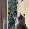 Gaïa participe au concours pour gagner de l'argent avec cette photo : cat, window, rain, indoor, animal, pet, sitting, gazing, plant, garden, tree, wall, handle, glass, daylight, domestic, curious, white, gray, feline