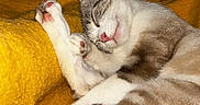 Gaïa participe au concours pour gagner de l'argent avec cette photo : cat, sleeping, paws, blanket, yellow, cozy, indoor, pet, fur, whiskers, relaxed, cute, resting, animal, tabby, pink_nose, claws, soft, domestic_cat, feline