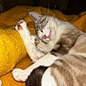 cat, sleeping, paws, blanket, yellow, cozy, indoor, pet, fur, whiskers, relaxed, cute, resting, animal, tabby, pink_nose, claws, soft, domestic_cat, feline