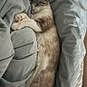 cat, sleeping, bed, blanket, cozy, fur, paws, resting, indoor, cute, animal, pet, whiskers, relaxed, feline, soft, nap, comfort, domestic, peaceful