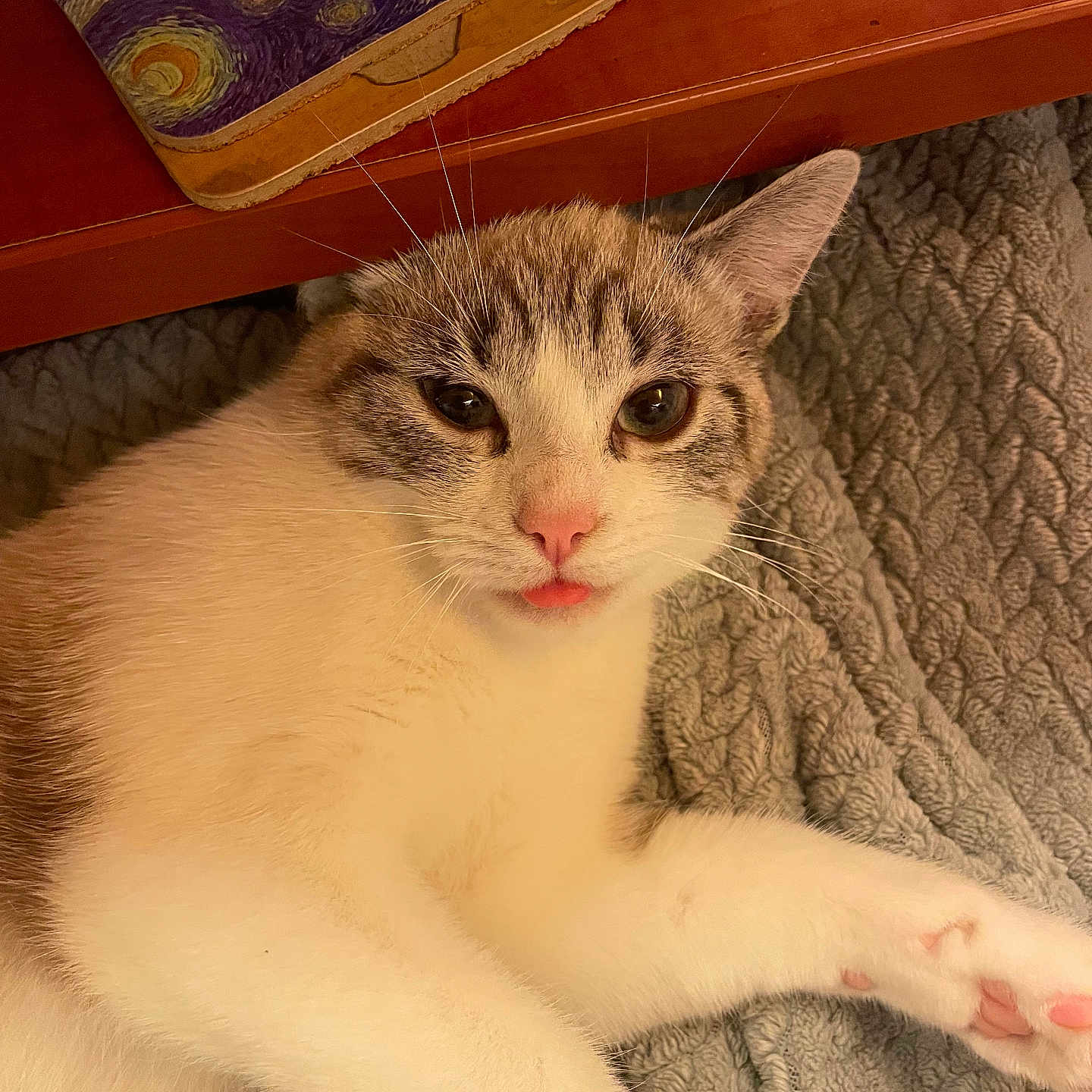 Gaïa participe au concours pour gagner de l'argent avec cette photo : cat, animal, pet, feline, tongue_out, blanket, texture, paw, table, notebook, art, van_gogh, basket, wood, cozy, indoor, closeup, relaxed, cute, home