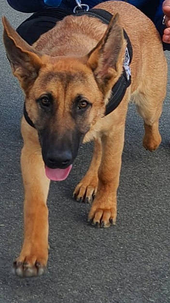 Taneur participe au concours pour gagner de l'argent avec cette photo : balance, belgian_shepherd_malinois, carnivore, companion_dog, dog, dog_breed, east_european_shepherd, fawn, german_shepherd_dog, guard_dog, herding_dog, old_german_shepherd_dog, plant, snout, sporting_group, working_animal, working_dog