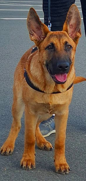 Taneur a rejoint le concours — aidez-le/la à gagner de superbes lots ! ancient_dog_breeds, balance, canidae, carnivore, collar, companion_dog, dog, dog_breed, dog_collar, eye, fawn, fur, german_shepherd_dog, guard_dog, herding_dog, old_german_shepherd_dog, snout, sporting_group, working_animal, working_dog