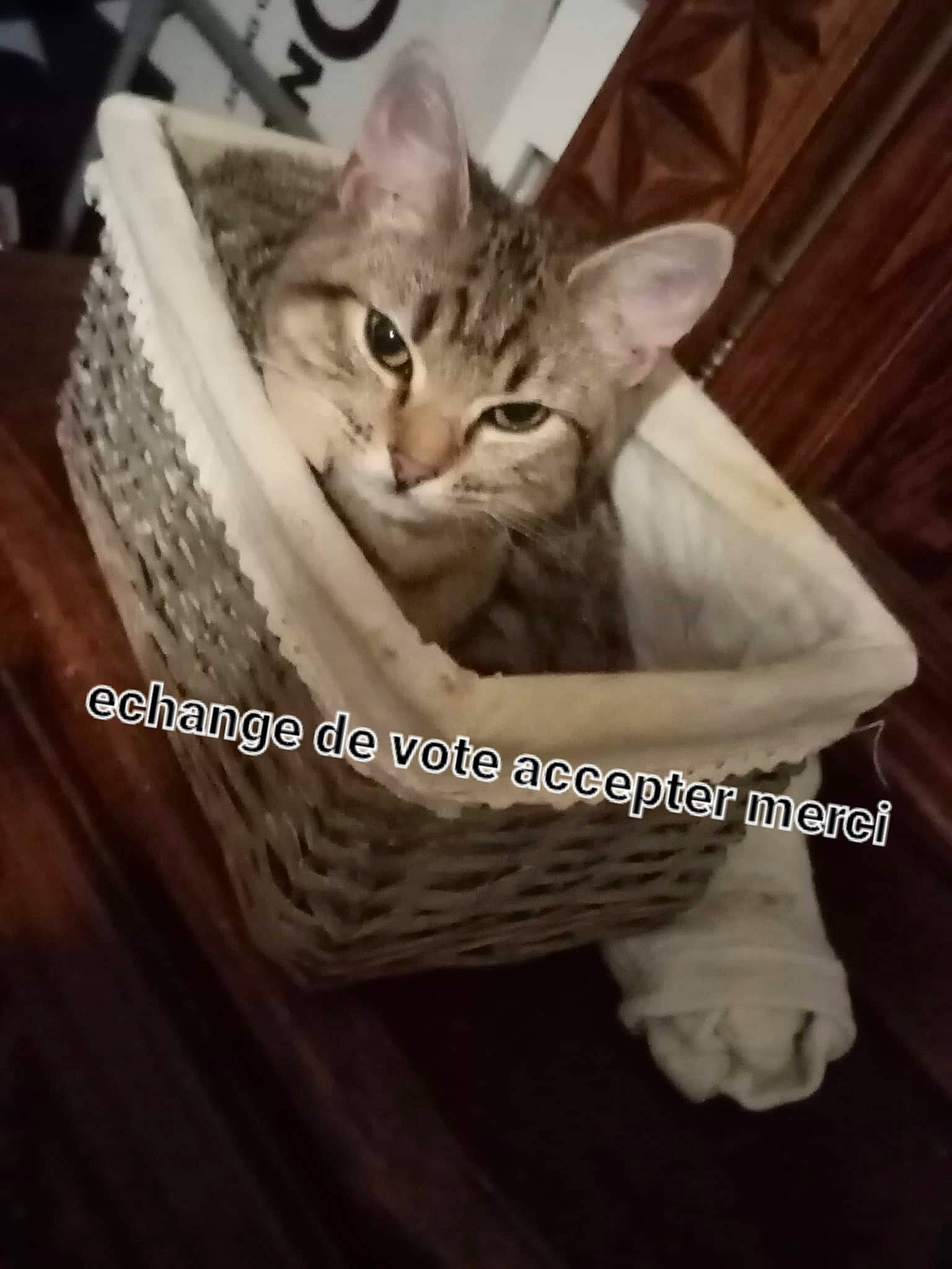 Mimi participe au concours pour gagner de l'argent avec cette photo : carnivore, cat, cat_supply, comfort, domestic_short_haired_cat, felidae, font, fur, metal, paw, pet_supply, photo_caption, sitting, small_to_medium_sized_cats, snout, tail, terrestrial_animal, whiskers, wildlife, wood