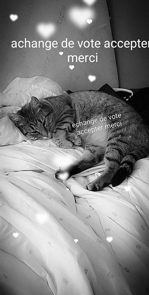 Mimi a rejoint le concours — aidez-le/la à gagner de superbes lots ! bed, bedding, black, black_and_white, carnivore, cat, comfort, felidae, font, fur, grey, happy, linens, monochrome, monochrome_photography, photo_caption, small_to_medium_sized_cats, style, textile, whiskers