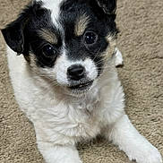 Briar joined the competition — help win amazing prizes! adorable, animal, black_and_white, carpet, companion, cute, dog, domestic_animal, fluffy, friendly, fur, indoor, looking_up, lying_down, mammal, pet, playful, puppy, small_dog, young