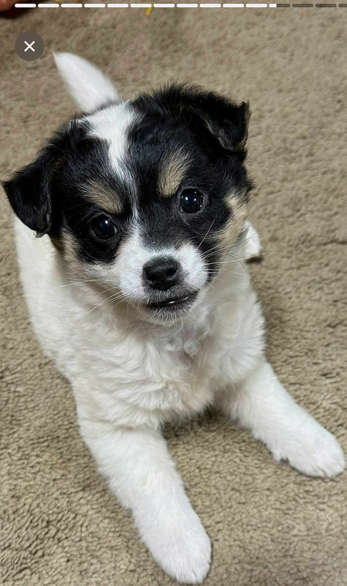 Briar joined the competition — help win amazing prizes! adorable, animal, black_and_white, carpet, companion, cute, dog, domestic_animal, fluffy, friendly, fur, indoor, looking_up, lying_down, mammal, pet, playful, puppy, small_dog, young