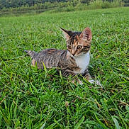 Niecy joined the competition — help win amazing prizes! alert, animal, cat, cute, ears, eyes, field, fur, grass, greenery, kitten, mammal, nature, outdoor, pet, sky, tabby, trees, whiskers, wildlife