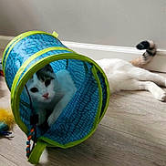 Aby joined the competition — help win amazing prizes! animal, baseboard, black, cat, closeup, curious, cute, domestic_animal, feline, floor, indoor, lying_down, pet, playful, resting, toy, tunnel, wall, white, wooden_floor