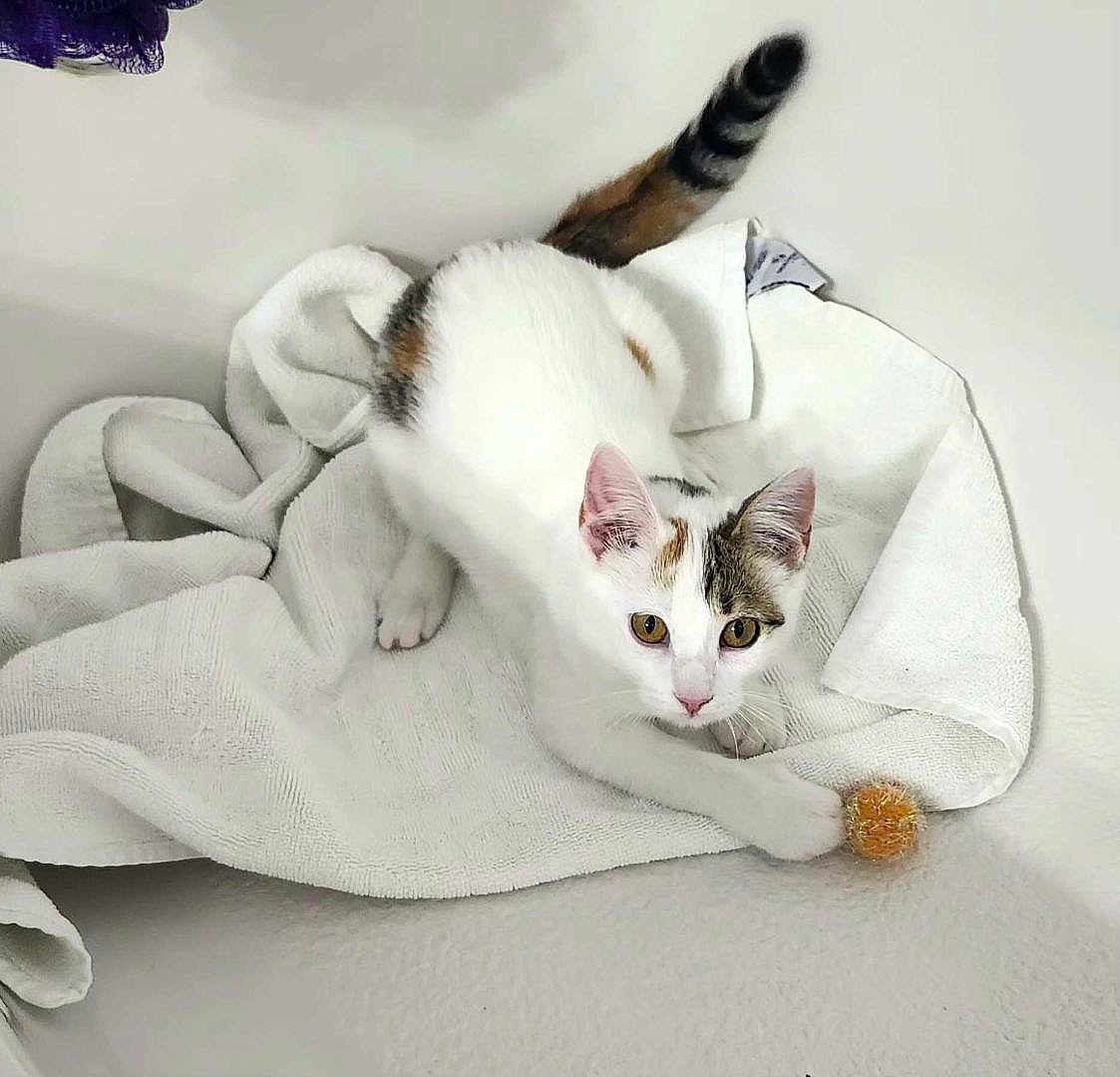 Aby joined the competition — help win amazing prizes! alert, animal, cat, clean, curious, cute, domestic, ears, feline, indoor, paw, pet, playful, soft_texture, striped_tail, towel, toy_ball, whiskers, white_cat, young_cat