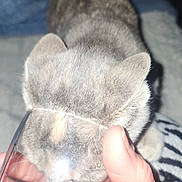Delula joined the competition — help win amazing prizes! cat, gray_tabby, glass, hand, drinking, indoor, pet, animal, feline, fur, close_up, reflection, human_hand, domestic, curious, bed, blanket, striped_tail, night, flash