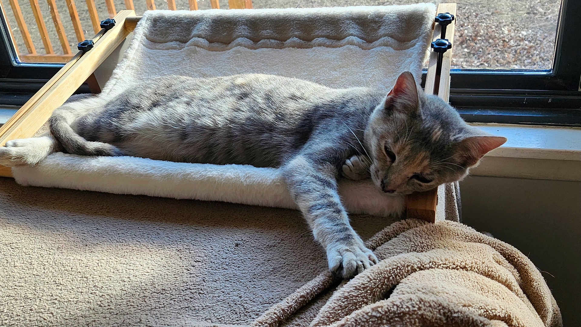 Delula is registered to the contest to win money with this photo: cat, gray_tabby, cat_bed, window, sunlight, carpet, blanket, paw, feline, indoor, resting, pet, cozy, relaxed, wooden_frame, soft_fabric, daylight, home, animal, playful