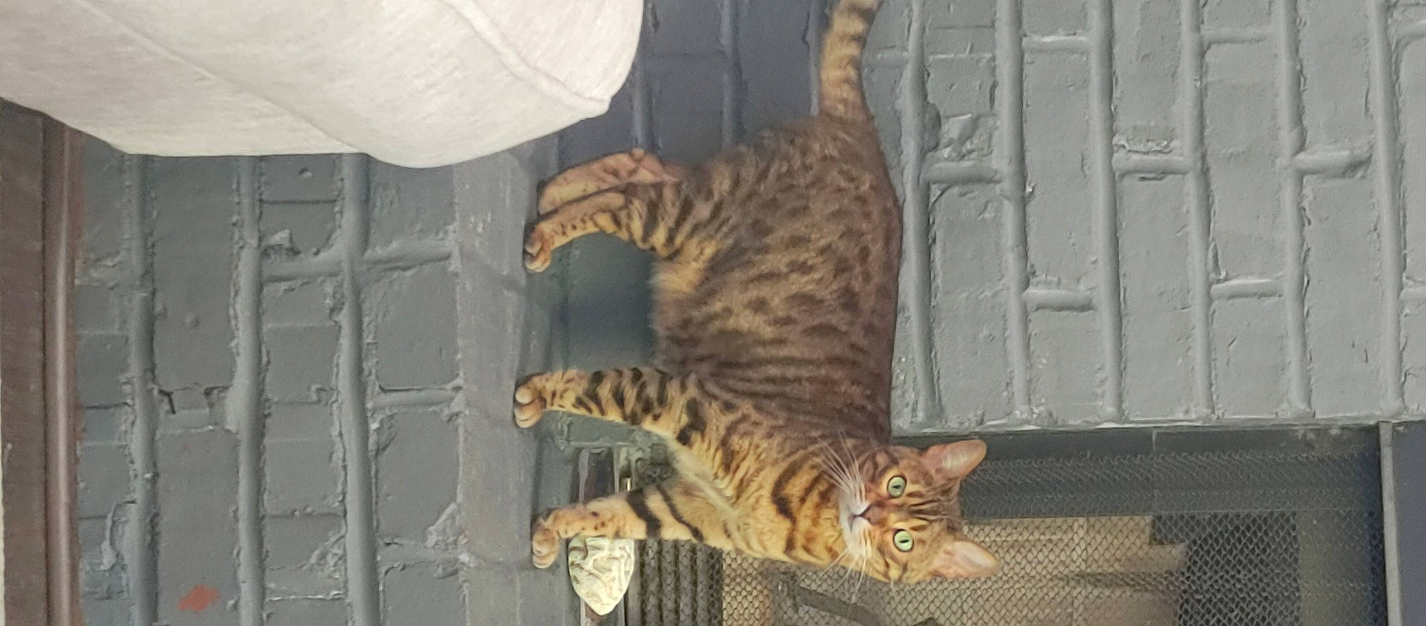 Phenix joined the competition — help win amazing prizes! carnivore, cat, domestic_short_haired_cat, felidae, fur, organism, paw, small_to_medium_sized_cats, snout, tail, terrestrial_animal, whiskers, wildlife, wood