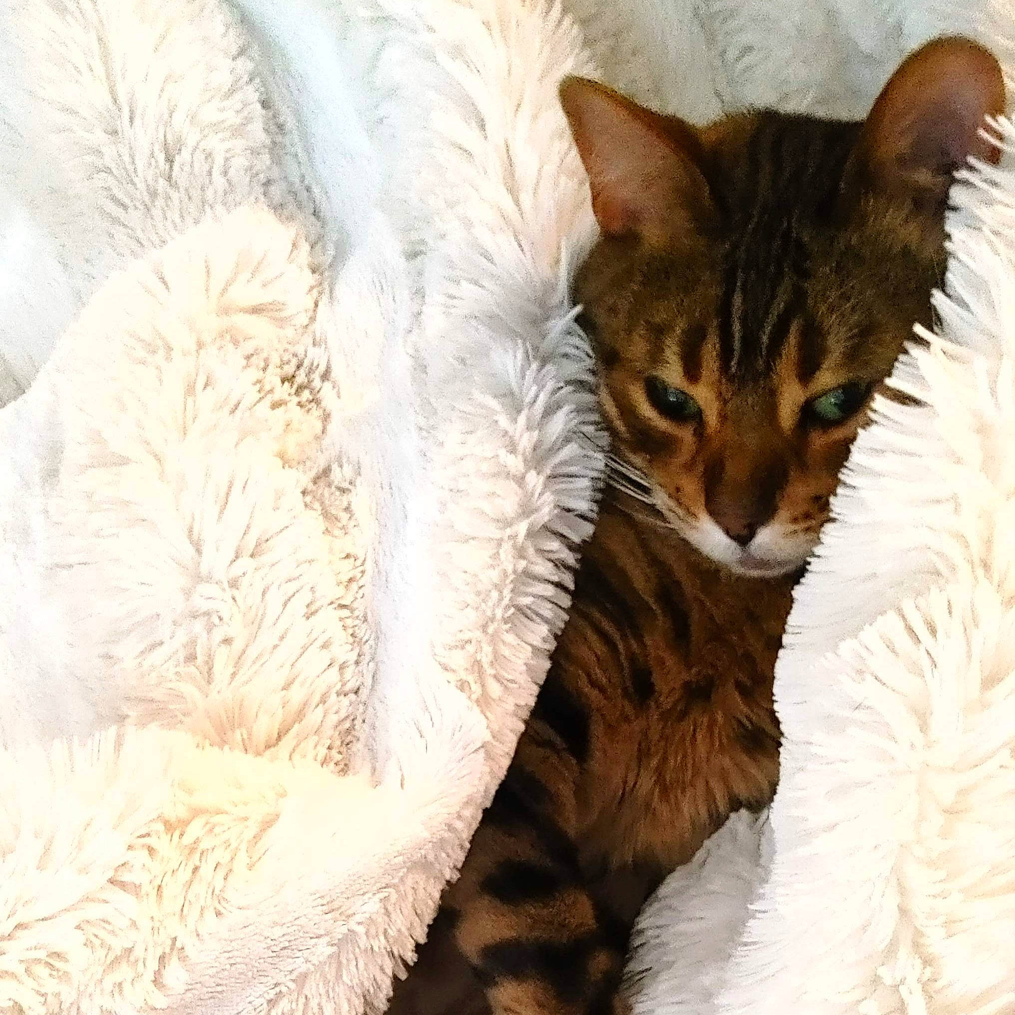 Phenix joined the competition — help win amazing prizes! carnivore, cat, cat_bed, cat_supply, claw, comfort, domestic_short_haired_cat, fawn, felidae, fur, linens, nap, paw, sleep, small_to_medium_sized_cats, snout, tail, terrestrial_animal, whiskers, wildlife