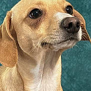 Bullett is registered to the contest to win money with this photo: animal, background, calm, canine, close_up, curious, dog, ears, expression, fur, head, indoor, looking_away, mammal, nose, pet, portrait, tan, texture, whiskers