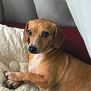 Frito Williams is registered to the contest to win money with this photo: animal, brown_dog, close_up, companion, cozy, cute, dog, ears, fur, indoor, looking, lying_down, nail, paw, pet, pillow, relaxed, resting, small_dog, snout