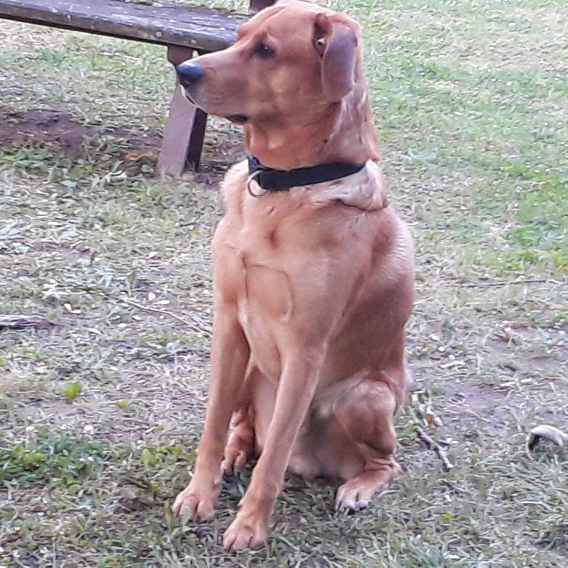 Ted participe au concours pour gagner de l'argent avec cette photo : carnivore, collar, companion_dog, dog, dog_breed, dog_collar, dog_supply, fawn, fence, gun_dog, hound, liver, paw, plant, sporting_group, tail, terrestrial_animal, whiskers, working_animal, working_dog