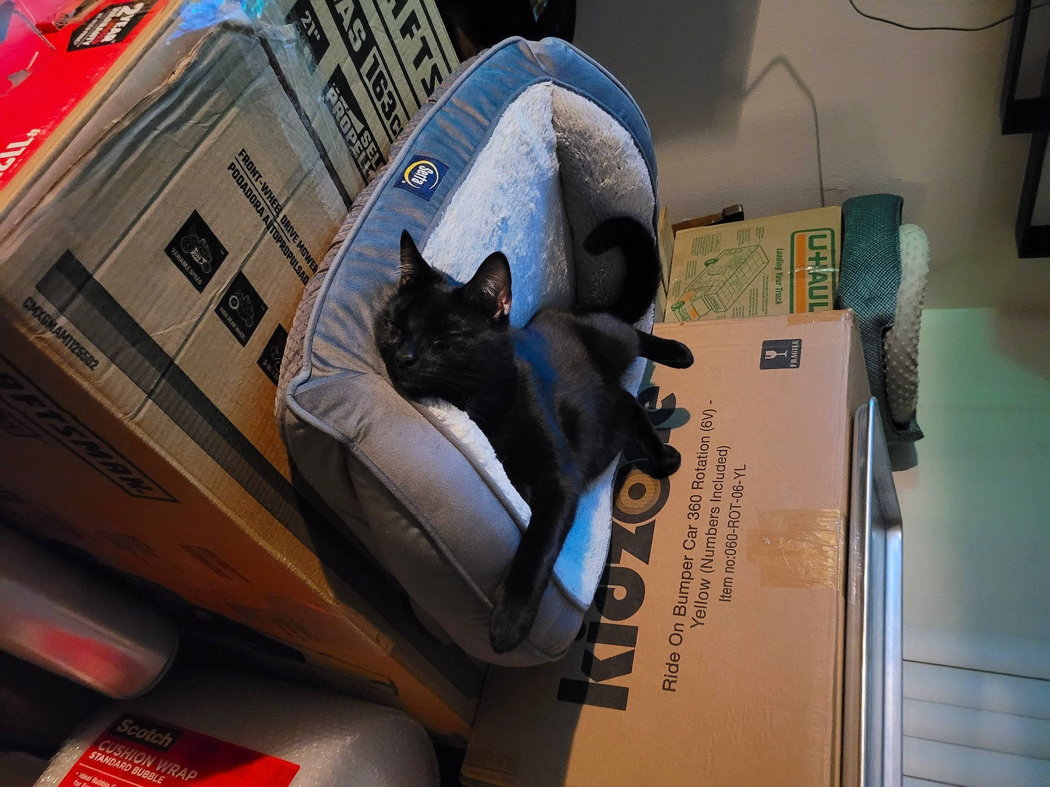 Jinxy joined the competition — help win amazing prizes! bag, box, cardboard, carmine, carnivore, carton, cat, comfort, domestic_short_haired_cat, felidae, font, fur, luggage_and_bags, packaging_and_labeling, paper_product, shipping_box, small_to_medium_sized_cats, tail, whiskers, window