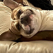 Chico is registered to the contest to win money with this photo: animal, closeup, companion, couch, cute, dog, domestic_animal, ears, face, french_bulldog, fur, indoor, lying_down, mammal, pet, portrait, relaxed, resting, snout, whiskers