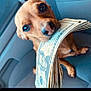 Haven joined the competition — help win amazing prizes! dog, brown_dog, money, cash, car_seat, pet, animal, cute, small_dog, indoor, close_up, sitting, currency, snout, whiskers, ears, eyes, nose, paw, vehicle_interior