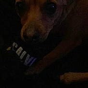 Haven is registered to the contest to win money with this photo: dog, pet, animal, dark, shadow, closeup, indoor, portrait, brown, small_dog, canine, face, ears, eyes, snout, fur, companion, cute, quiet, low_light