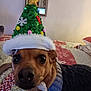 Haven joined the competition — help win amazing prizes! dog, christmas_hat, costume, pet, indoors, bed, blanket, sweater, brown_dog, close_up, festive, holiday, decorations, cute, animal, portrait, canine, furry, face, curious