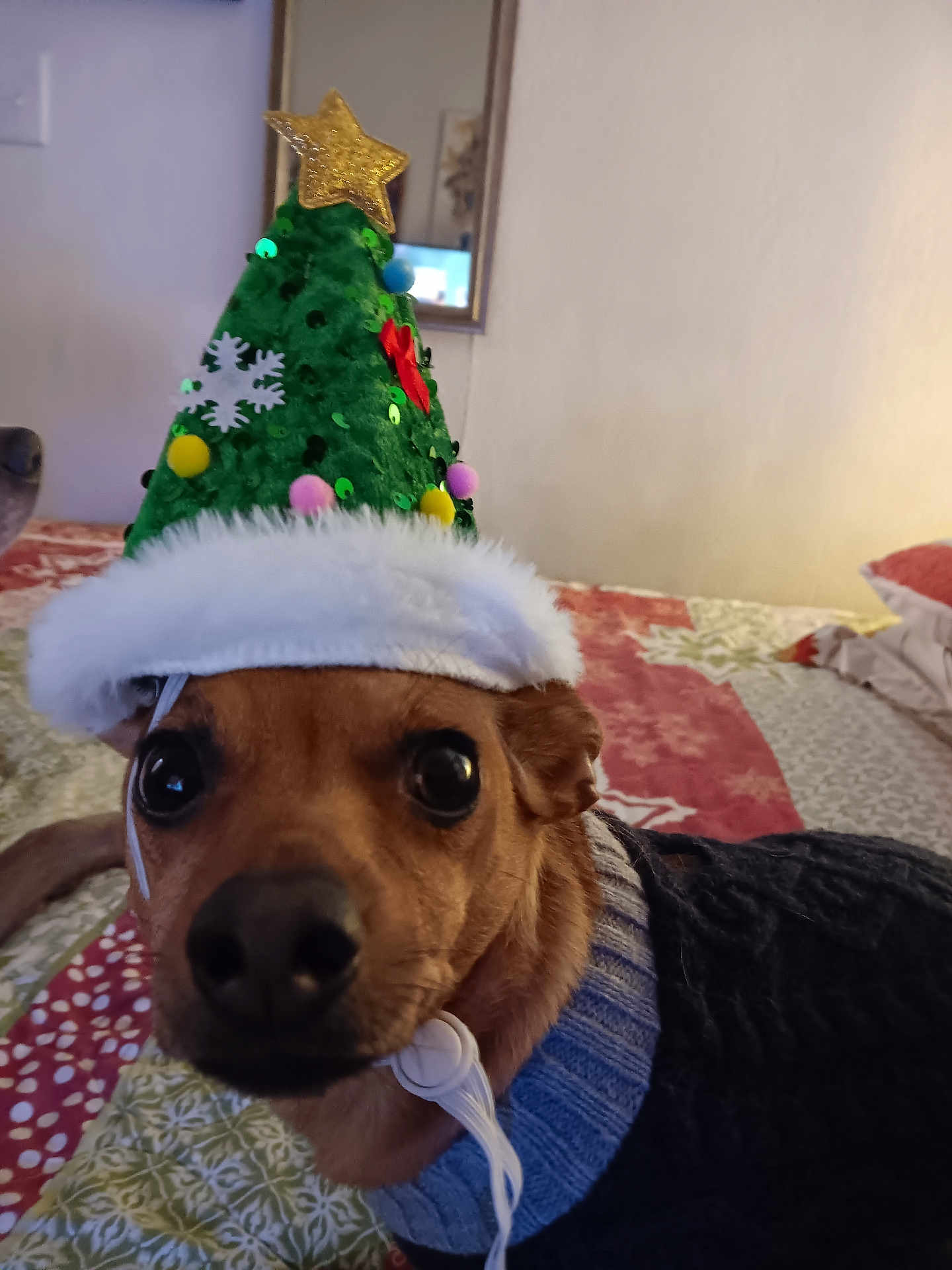 Haven joined the competition — help win amazing prizes! dog, christmas_hat, costume, pet, indoors, bed, blanket, sweater, brown_dog, close_up, festive, holiday, decorations, cute, animal, portrait, canine, furry, face, curious