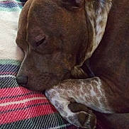 Gia joined the competition — help win amazing prizes! dog, sleeping, blanket, plaid, brown, white, paw, resting, cozy, indoor, fur, pet, animal, closeup, napping, relaxation, peaceful, cute, domestic, companion