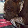dog, sleeping, blanket, plaid, brown, white, paw, resting, cozy, indoor, fur, pet, animal, closeup, napping, relaxation, peaceful, cute, domestic, companion