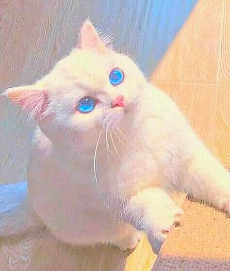 Nouna participe au concours pour gagner de l'argent avec cette photo : carnivore, cat, claw, comfort, domestic_short_haired_cat, ear, eye, fawn, felidae, foot, fur, paw, small_to_medium_sized_cats, snout, tail, whiskers