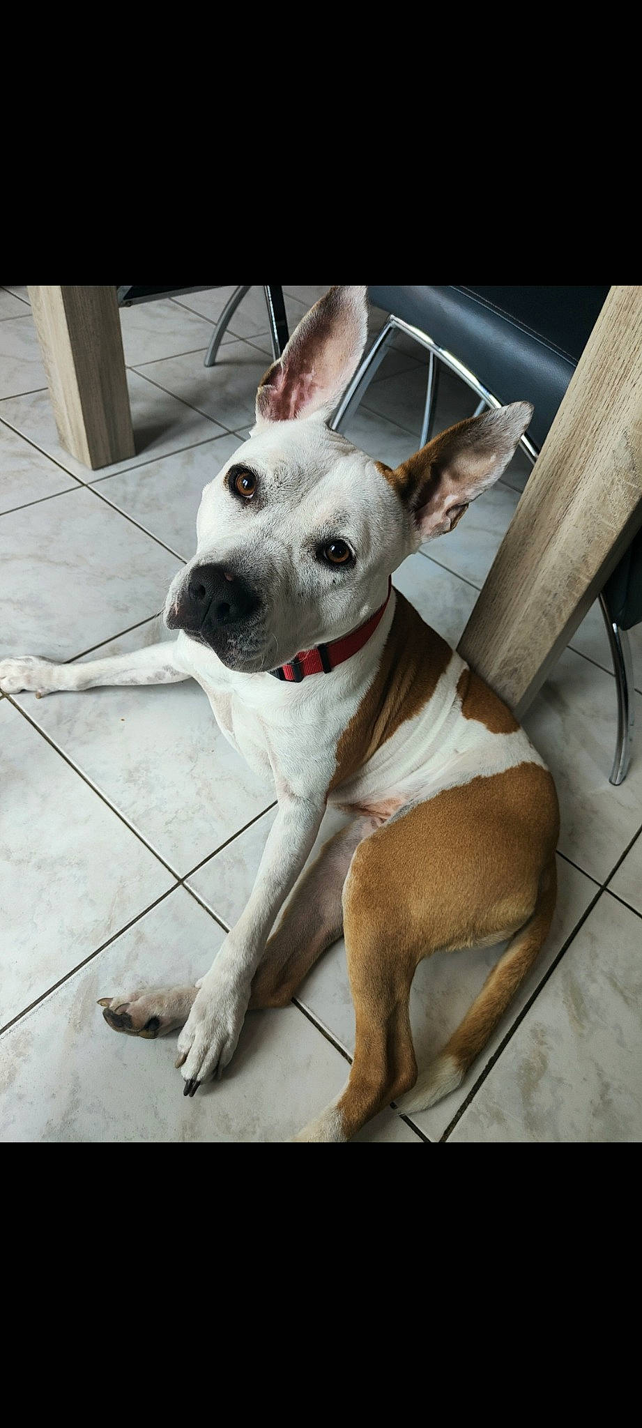 Douma a rejoint le concours — aidez-le/la à gagner de superbes lots ! canidae, carnivore, collar, companion_dog, dog, dog_breed, dog_collar, dog_supply, fawn, non_sporting_group, pet_supply, snout, sporting_group, terrestrial_animal, toy_dog, whiskers, working_animal