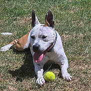 Douma a rejoint le concours — aidez-le/la à gagner de superbes lots ! active, animal, brown_and_white, canine, collar, dog, ears, fun, grass, mammal, nature, outdoor, panting, pet, playing, resting, summer, sunlight, tennis_ball, tongue