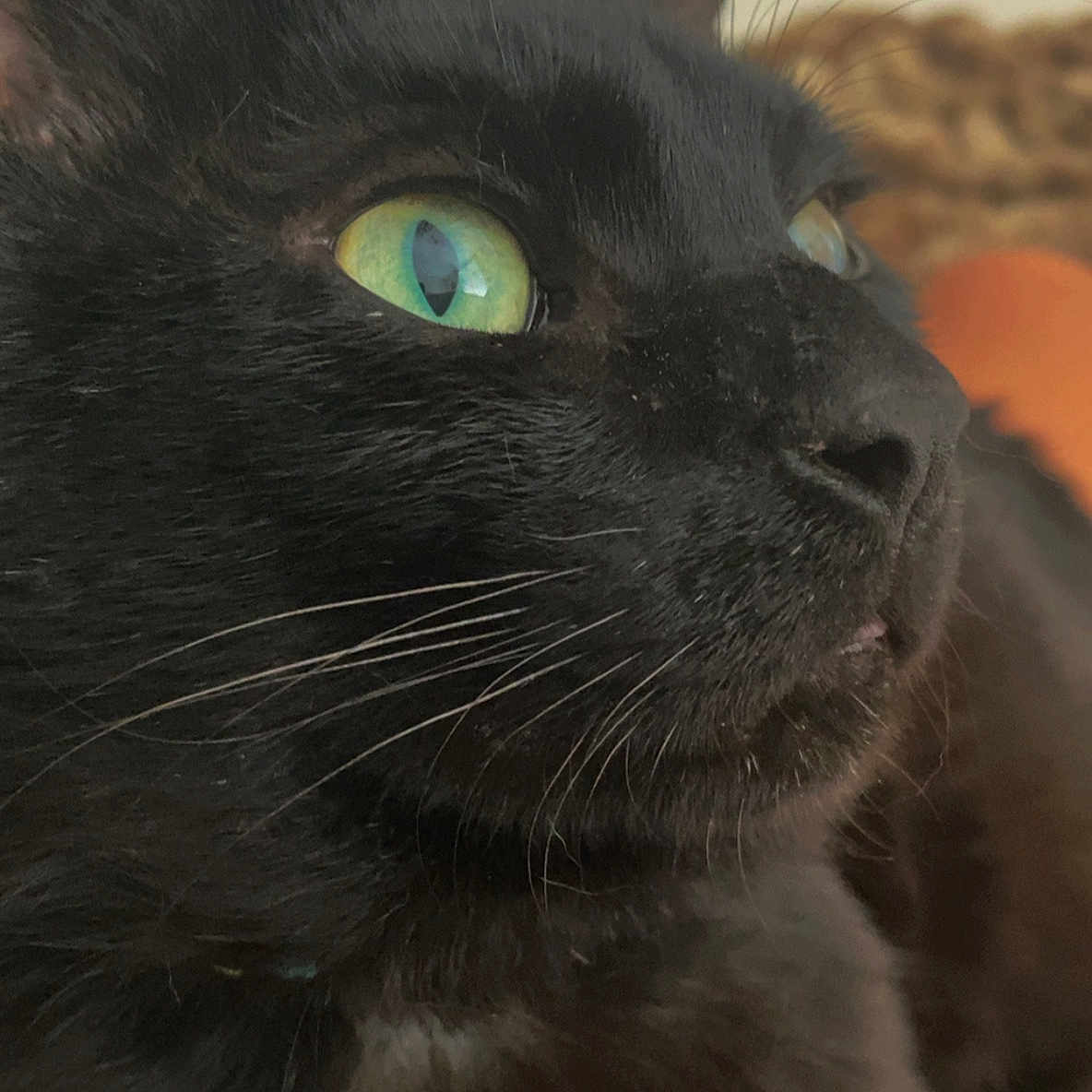 Simba a rejoint le concours — aidez-le/la à gagner de superbes lots ! alert, animal, black_cat, calm, close_up, cute, domestic_cat, face, feline, focused, fur, green_eyes, indoor, looking_away, mammal, pet, portrait, side_view, soft_light, whiskers