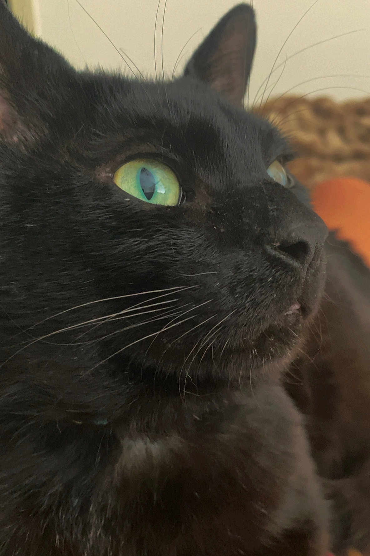 Simba a rejoint le concours — aidez-le/la à gagner de superbes lots ! black_cat, close_up, green_eyes, whiskers, feline, pet, animal, fur, portrait, indoor, looking_away, cute, mammal, domestic_cat, face, side_view, soft_light, focused, alert, calm