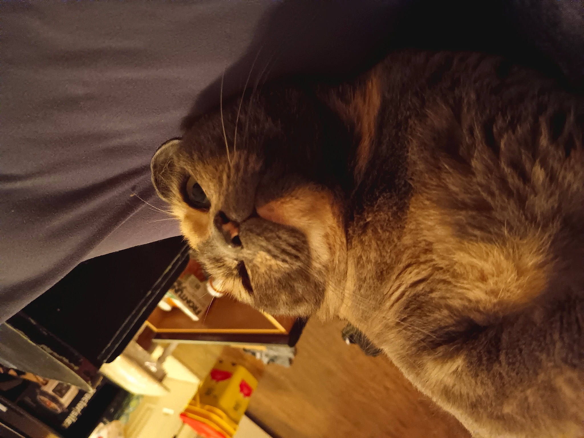 Pumpkin joined the competition — help win amazing prizes! canidae, carnivore, cat, claw, comfort, domestic_short_haired_cat, ear, facial_hair, fawn, felidae, fur, hardwood, nap, paw, small_to_medium_sized_cats, snout, tail, terrestrial_animal, whiskers, wood