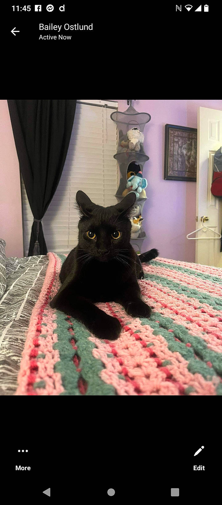 Thackery Binx joined the competition — help win amazing prizes! bedding, black_cat, bombay, carnivore, cat, comfort, curtain, domestic_short_haired_cat, felidae, flooring, fur, grey, houseplant, linens, pattern, picture_frame, purple, small_to_medium_sized_cats, tail, whiskers