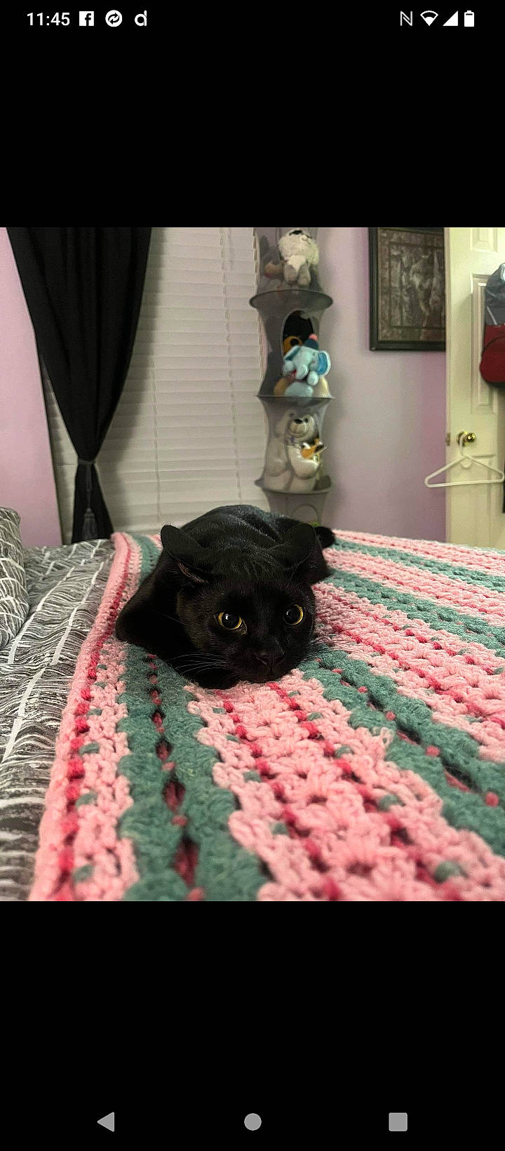 Thackery Binx is registered to the contest to win money with this photo: bed, bed_sheet, bedding, bedroom, carnivore, cat, comfort, companion_dog, curtain, fawn, felidae, flooring, grey, linens, magenta, pattern, pink, small_to_medium_sized_cats, textile, whiskers