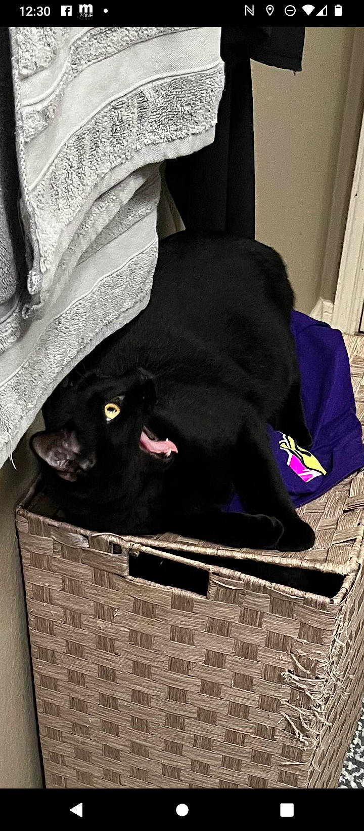 Thackery Binx joined the competition — help win amazing prizes! basket, black_cat, bombay, carnivore, cat, comfort, companion_dog, dog_breed, domestic_short_haired_cat, felidae, fur, linens, magenta, mammal, small_to_medium_sized_cats, snout, tail, terrestrial_animal, vertebrate, whiskers
