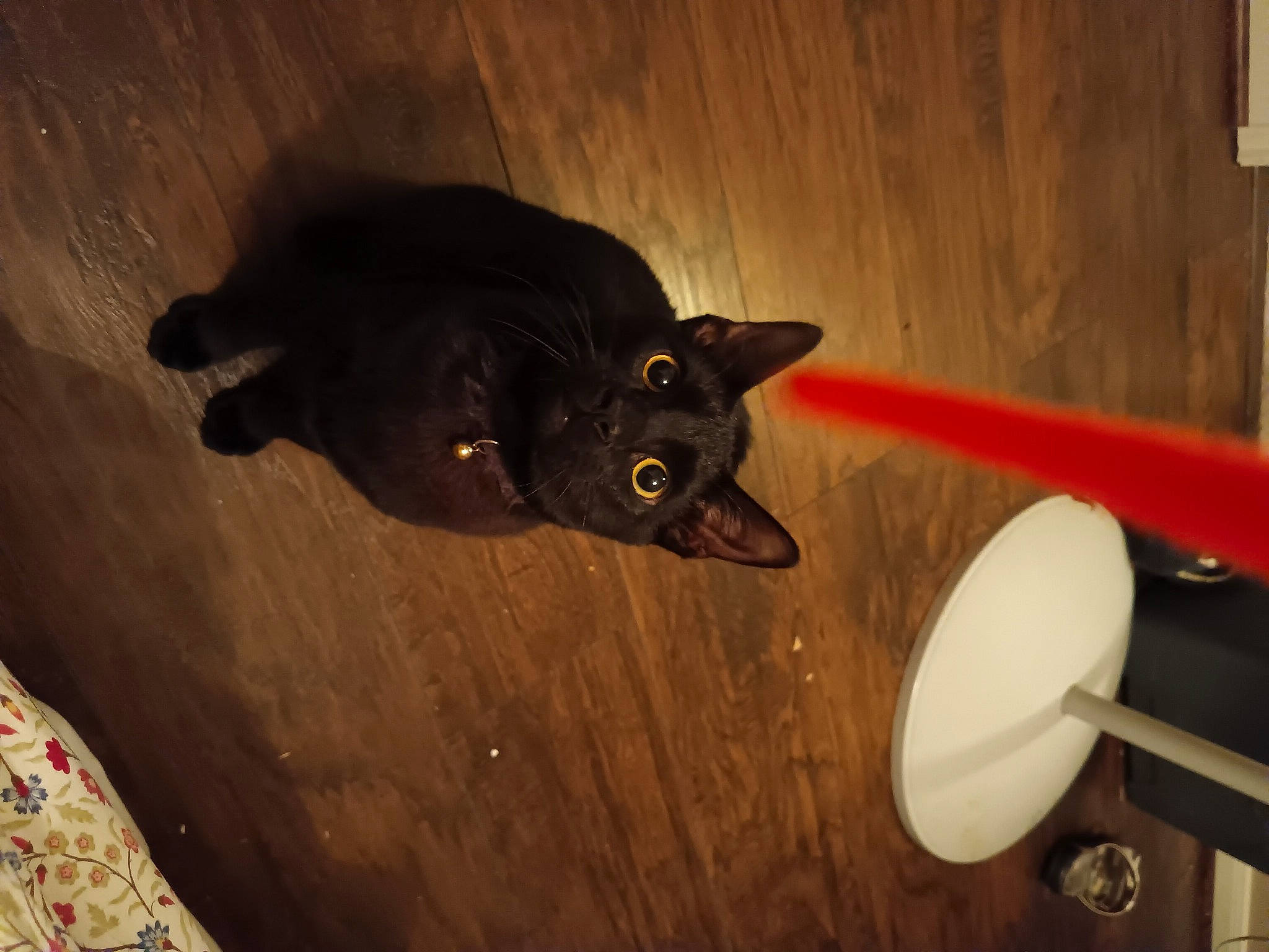 Thackery Binx joined the competition — help win amazing prizes! audio_equipment, black_cat, bombay, carnivore, cat, ceiling, dog_breed, domestic_short_haired_cat, fawn, felidae, flooring, fur, hardwood, room, shadow, small_to_medium_sized_cats, tail, toy, whiskers, wood