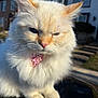animal, background_blur, bandana, cat, closeup, daylight, domestic_animal, ears, feline, fluffy, fur, house, outdoor, pet, pink_nose, portrait, shiny_surface, sunlight, whiskers, white_cat