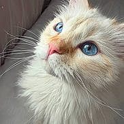 Snowball is registered to the contest to win money with this photo: adorable, animal, blue_eyes, cat, close_up, cute, domestic_cat, face, feline, fluffy, fur, indoor, light, looking_up, pet, pink_nose, portrait, soft_fur, whisker_detail, whiskers