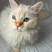 Snowball is registered to the contest to win money with this photo: cat, blue_eyes, fluffy, cream_color, pink_nose, whiskers, pet, animal, fur, cute, indoor, looking_up, close_up, soft_texture, domestic_cat, feline, portrait, curious, white_background, young_cat