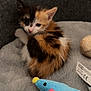 animal, bed, calico, cat, cozy, cute, feline, fur, gray, indoor, kitten, mouse_toy, pet, playful, plush_toy, resting, sleepy, small, soft, young